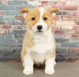 Pembroke Welsh Corgi