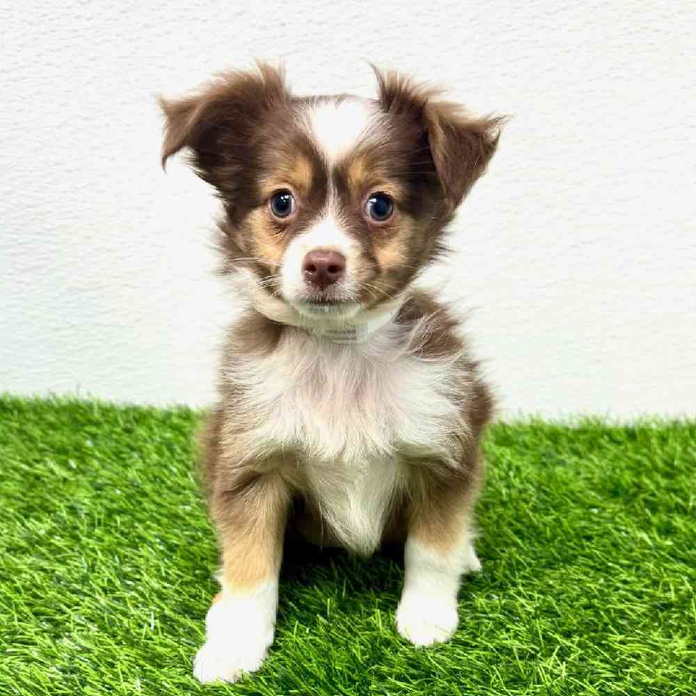 Image of a pet breed in the gallery