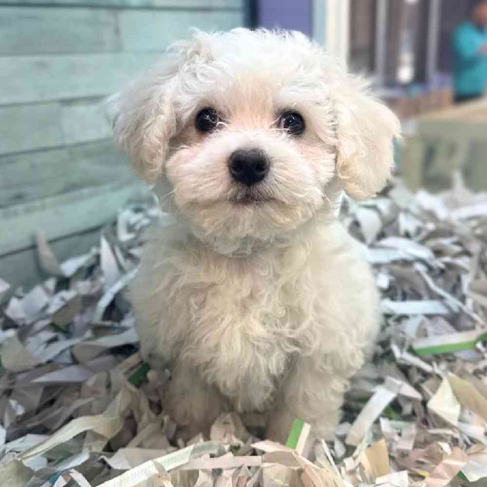 Image of a pet breed in the gallery