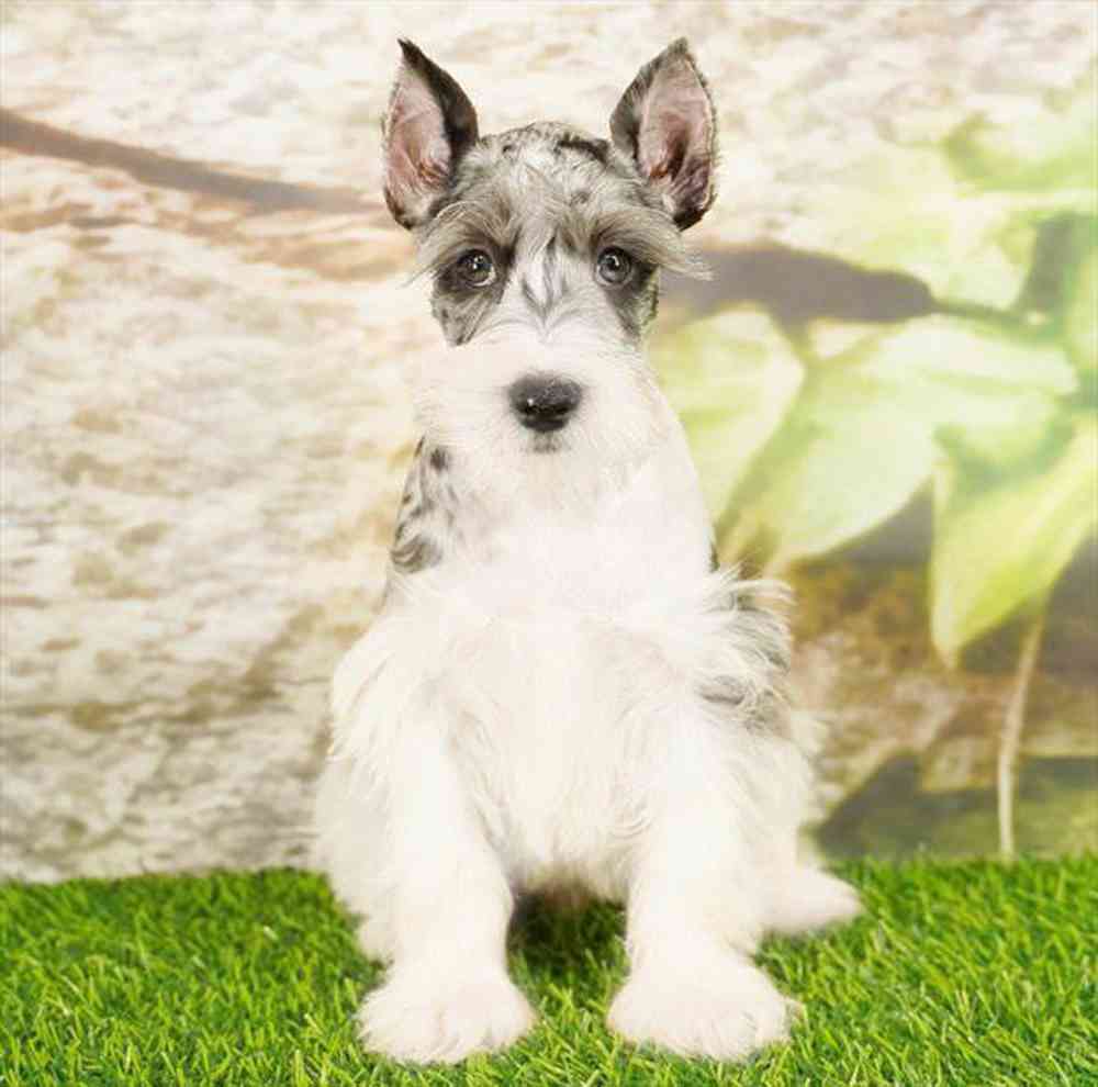 Image of a pet breed in the gallery