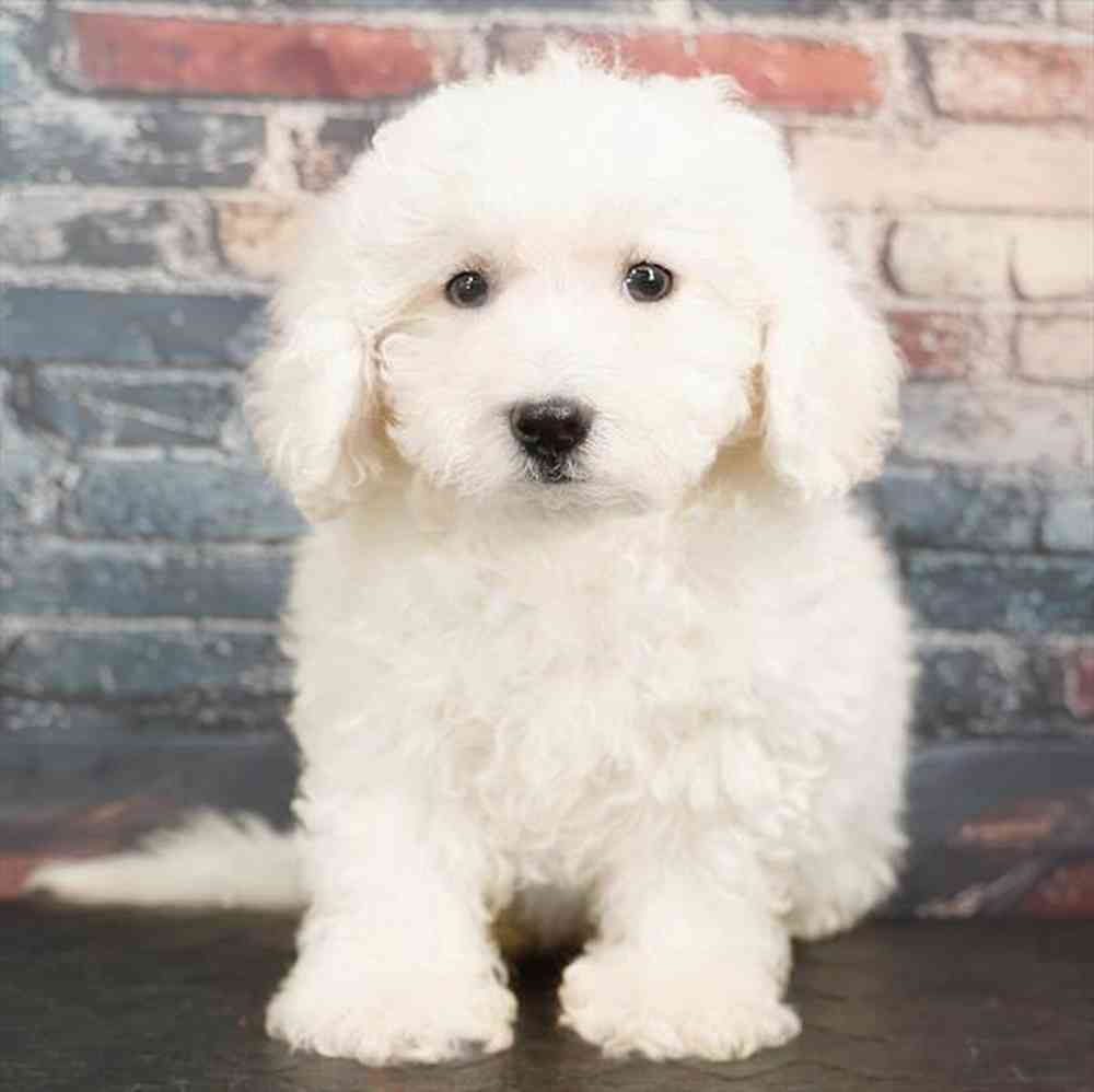 Image of a pet breed in the gallery