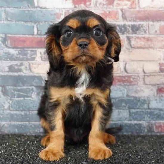 Cavalier King Charles Spaniel