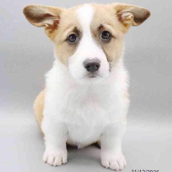 Pembroke Welsh Corgi