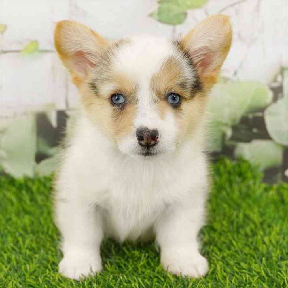 Image of a pet breed in the gallery