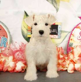 Mini Schnauzer