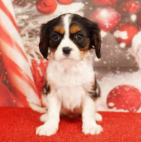 Cavalier King Charles Spaniel