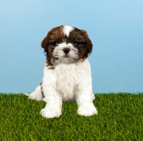 Shih Tzu