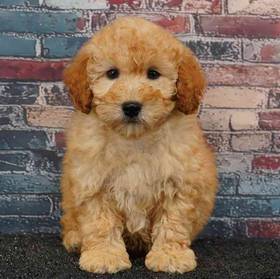 Poodle