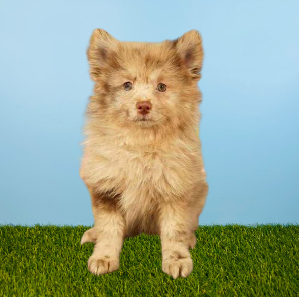 Female Pomeranian Puppy for Sale in Tolleson, AZ
