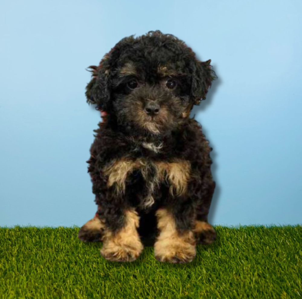 Male Poodle Puppy for Sale in Tolleson, AZ
