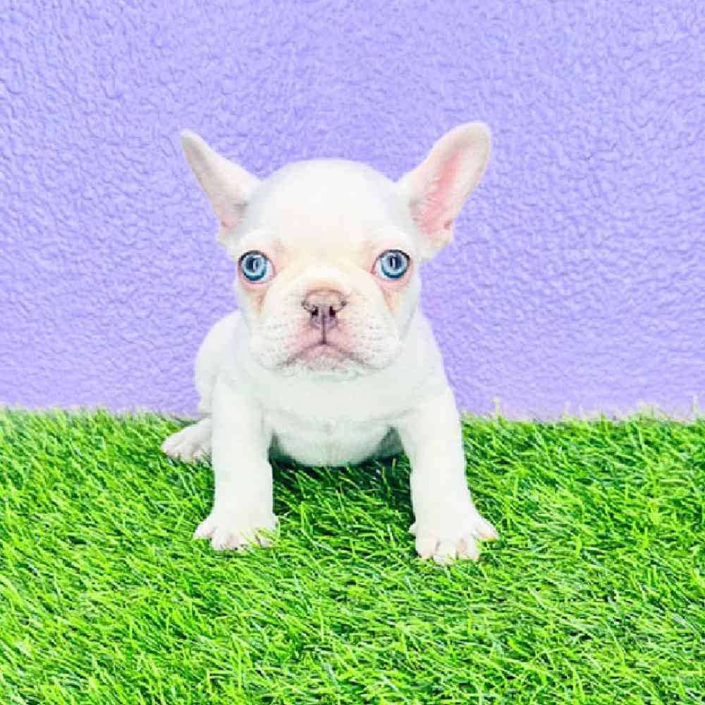 Image of a pet breed in the gallery