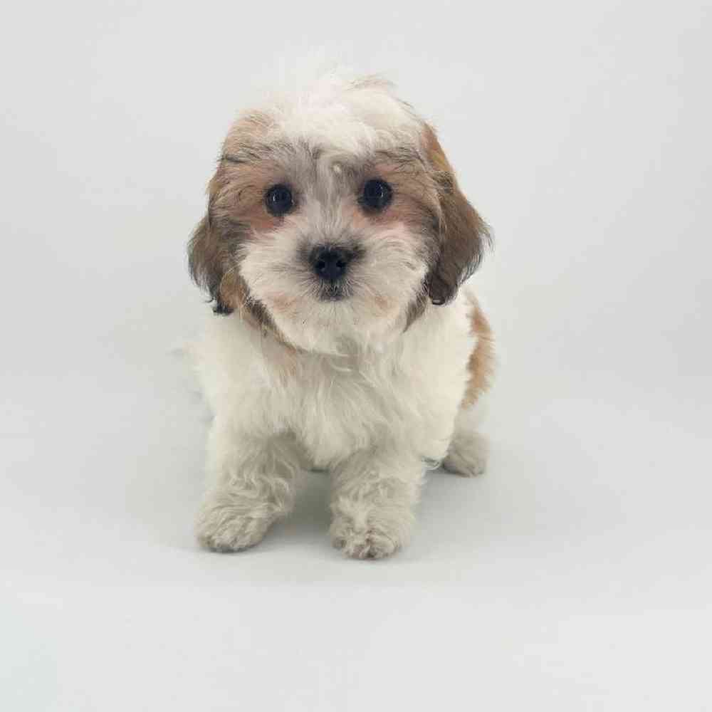 Image of a pet breed in the gallery