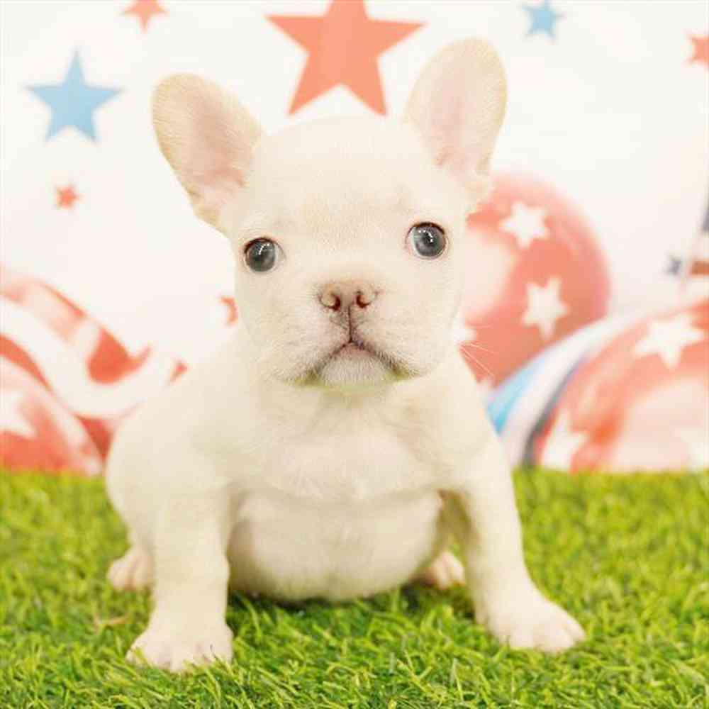 Image of a pet breed in the gallery