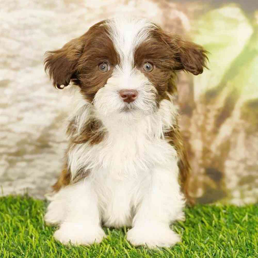 Image of a pet breed in the gallery
