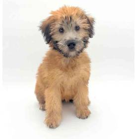 Soft Coated Wheaten Terrier