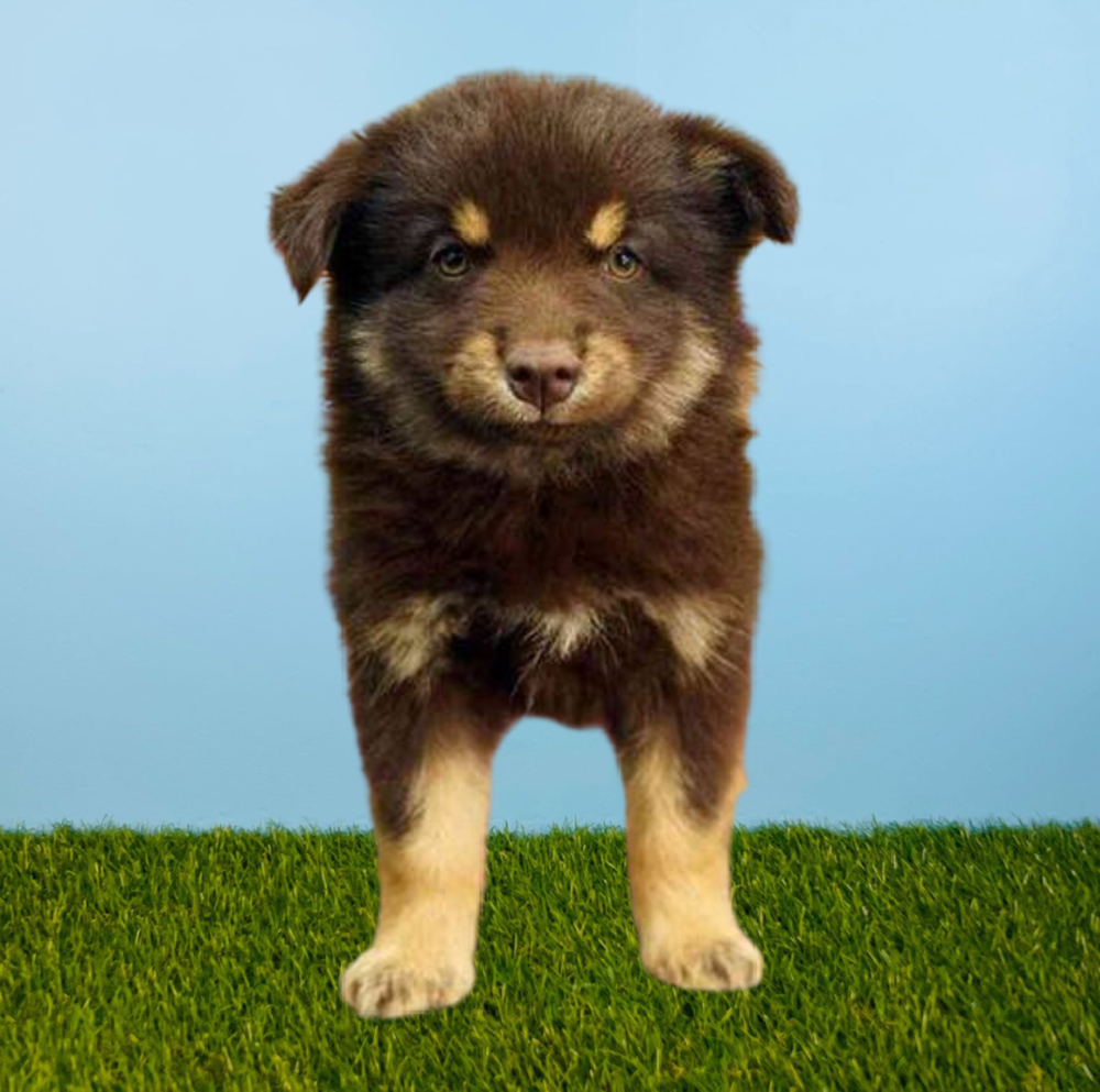 Female Pomsky Puppy for Sale in Tolleson, AZ