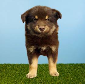Pomsky