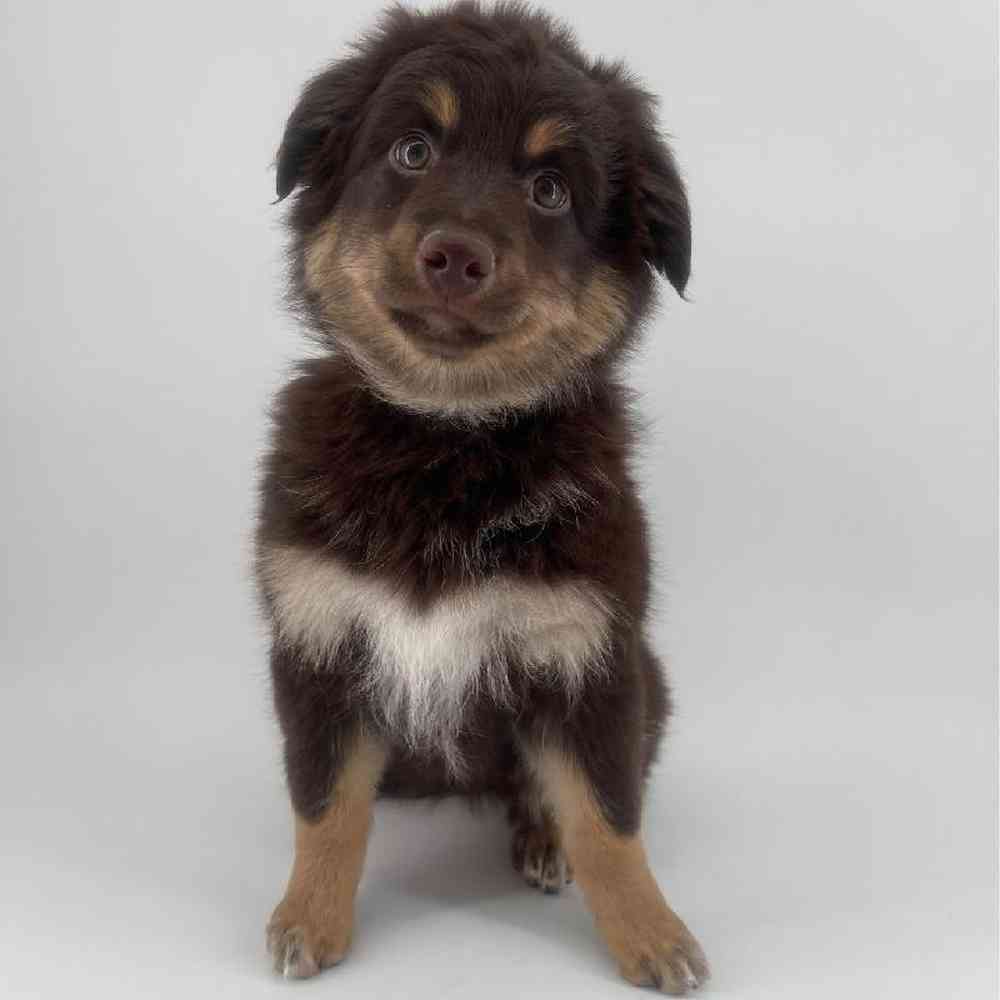 Image of a pet breed in the gallery