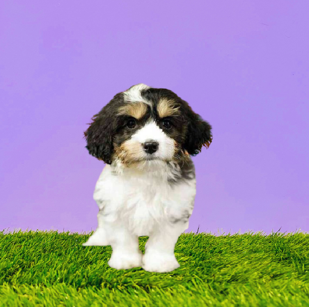 carousel pet images