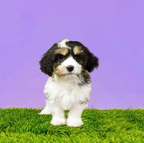 Cavachon