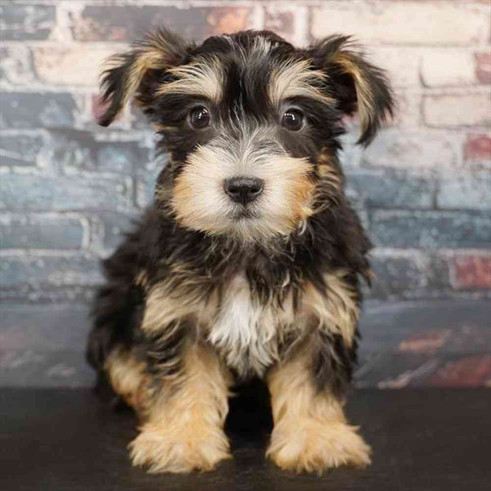 Image of a pet breed in the gallery