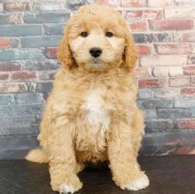 2nd Gen Mini Goldendoodle