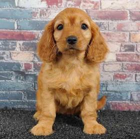Cavalier King Charles Spaniel