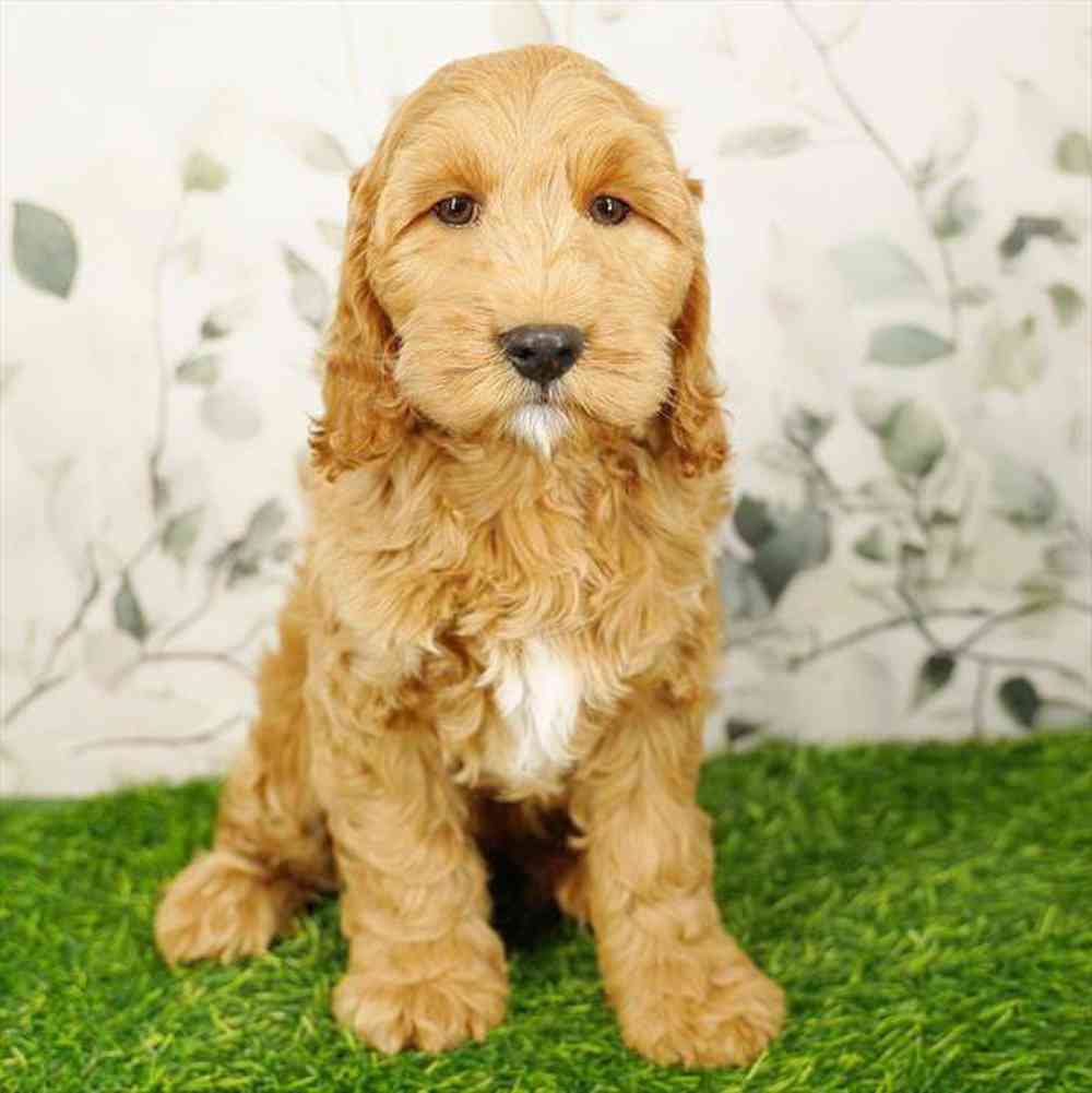 pet breed image