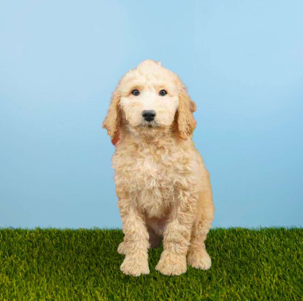 carousel pet images