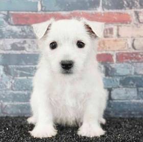 West Highland White Terrier