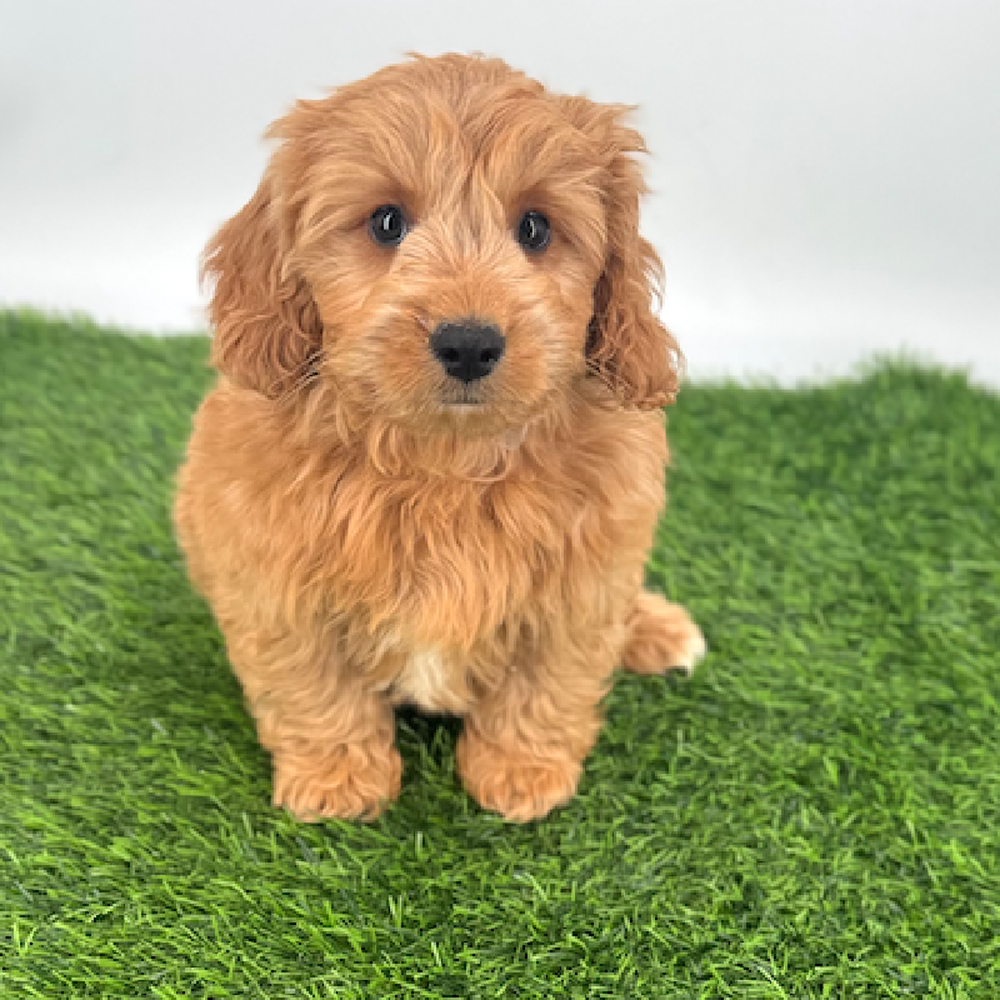 Image of a pet breed in the gallery