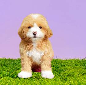 Bichapoo
