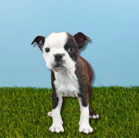 Boston Terrier