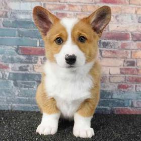 Pembroke Welsh Corgi