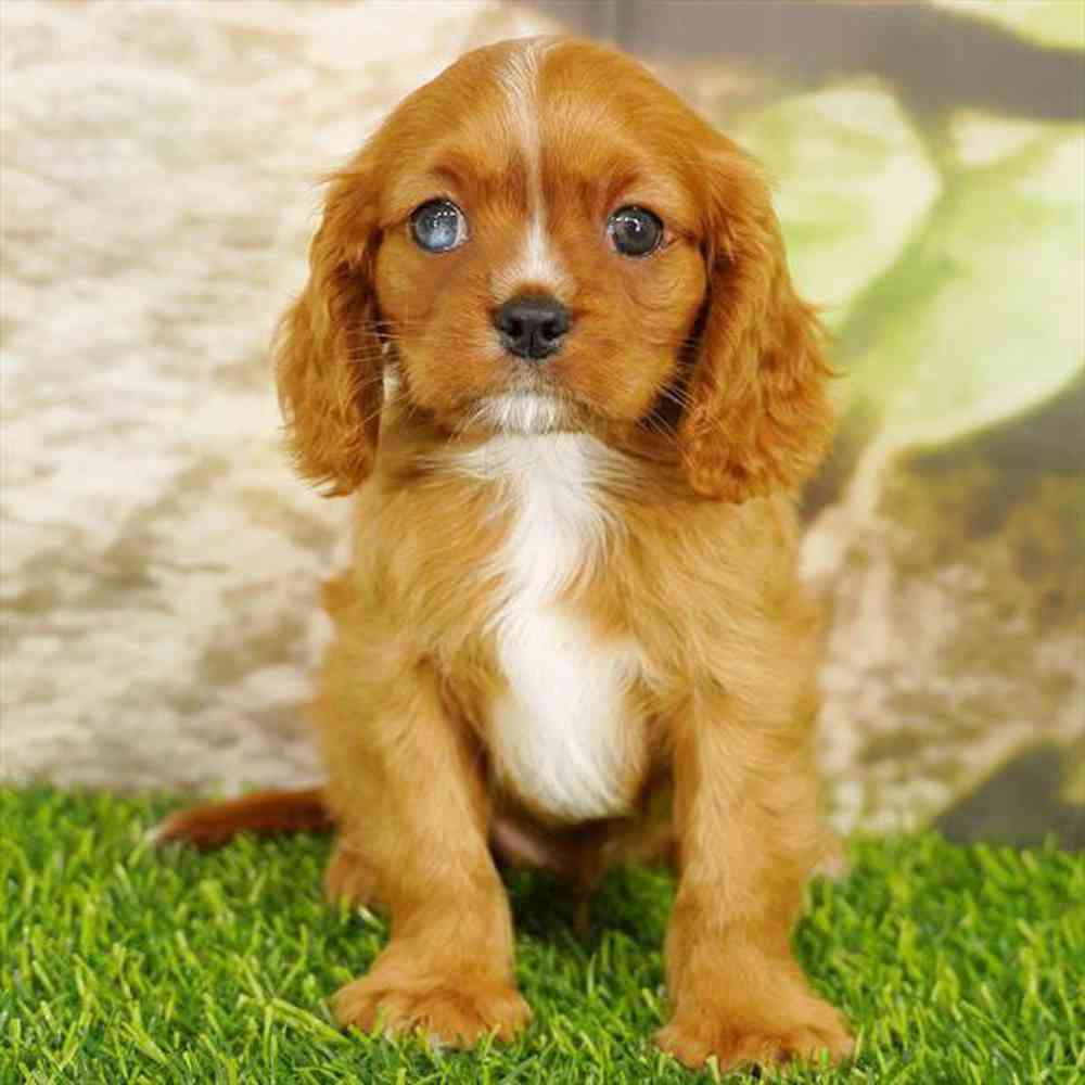 pet breed image