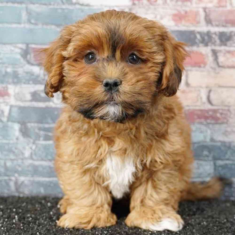 Image of a pet breed in the gallery