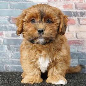 Shizapoo