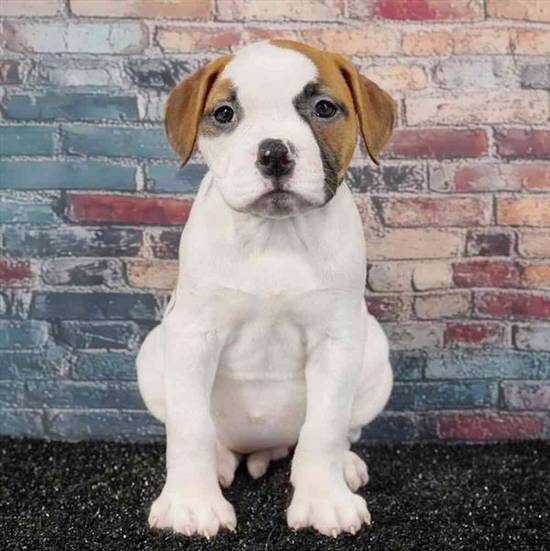 American Bulldog