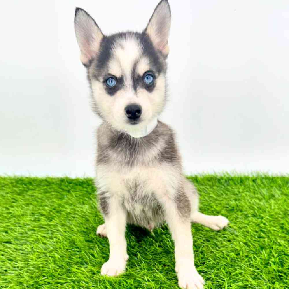 Image of a pet breed in the gallery