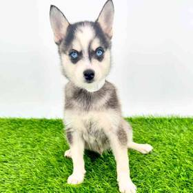 Alaskan Klee Kai