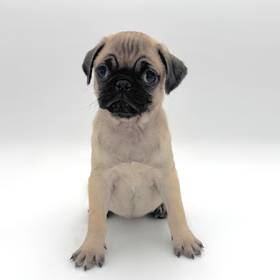Pug