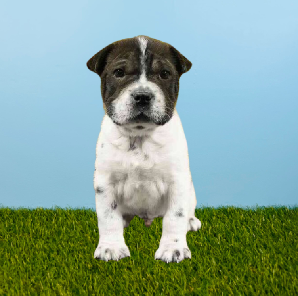 carousel pet images