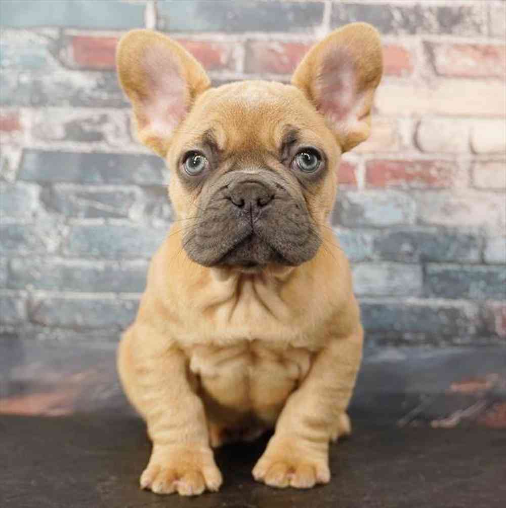 Image of a pet breed in the gallery