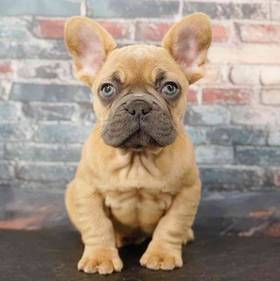 French Bulldog
