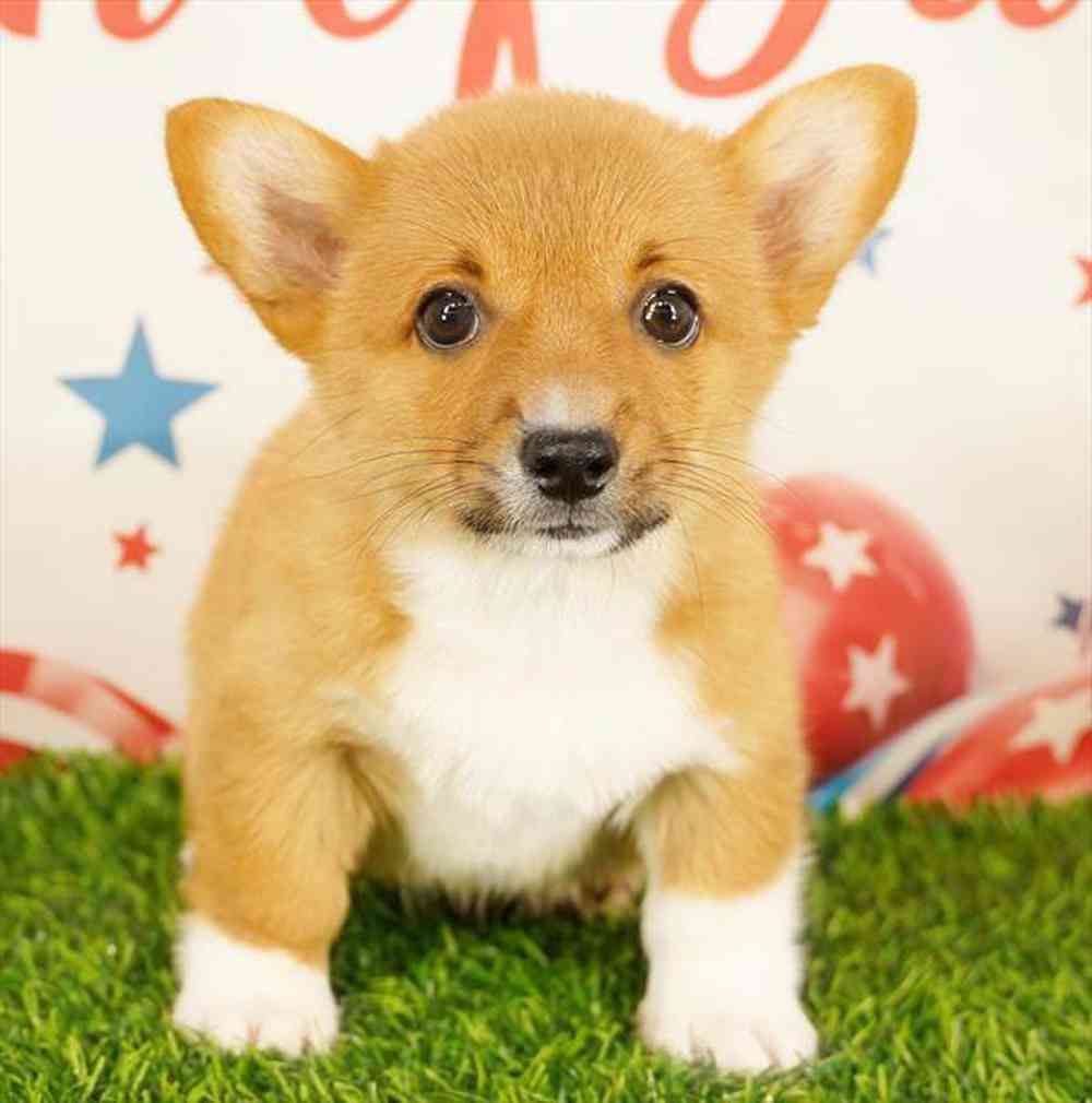 Image of a pet breed in the gallery