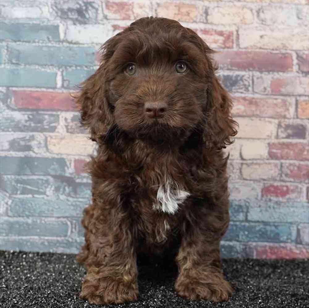 Image of a pet breed in the gallery