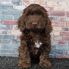 Cockapoo