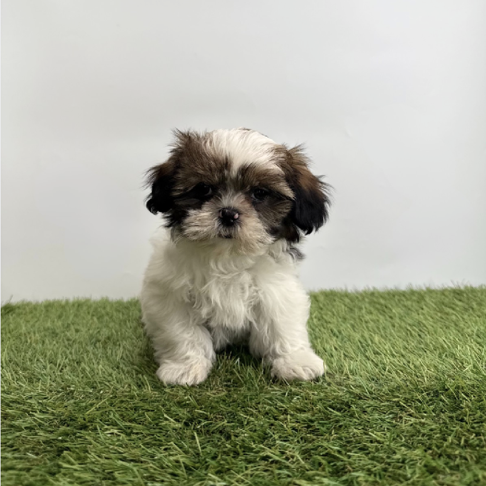 Image of a pet breed in the gallery