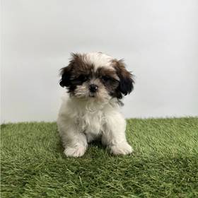 Shih Tzu