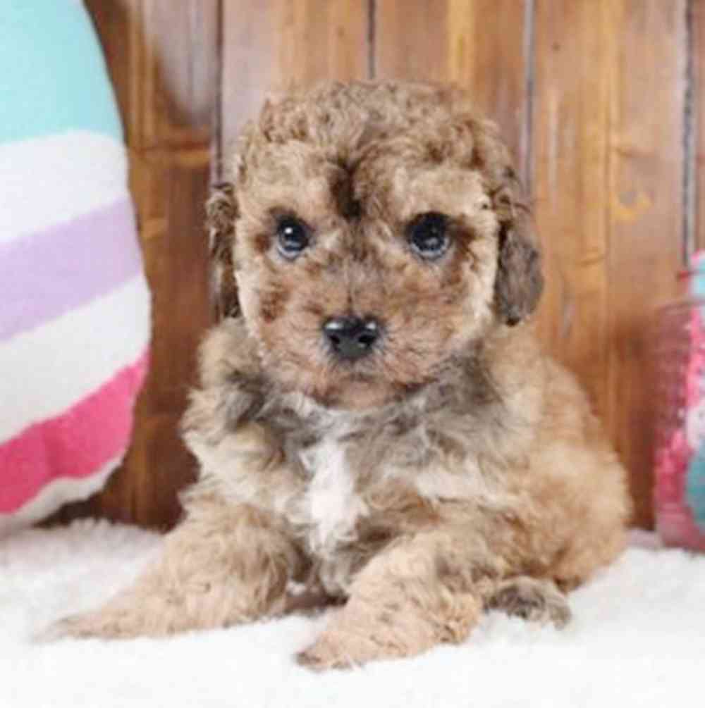 Image of a pet breed in the gallery